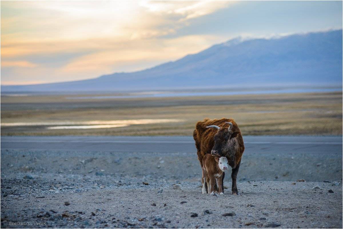 Телёнок, родился, Кутыгин, Монголия, Кутыгин Эдуард