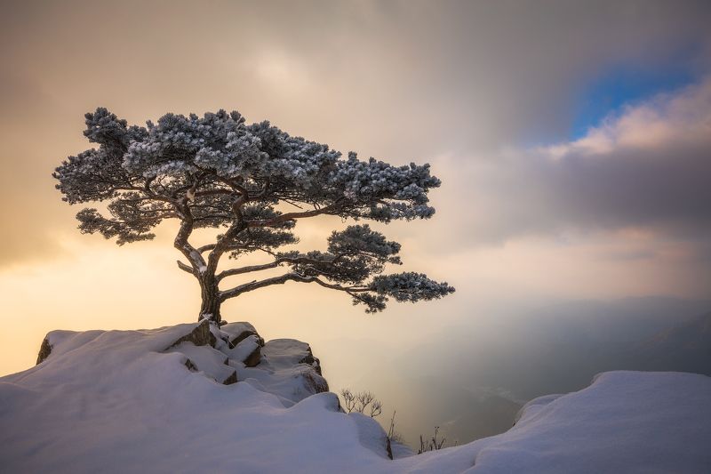 korea Portrait of a Tree фото превью