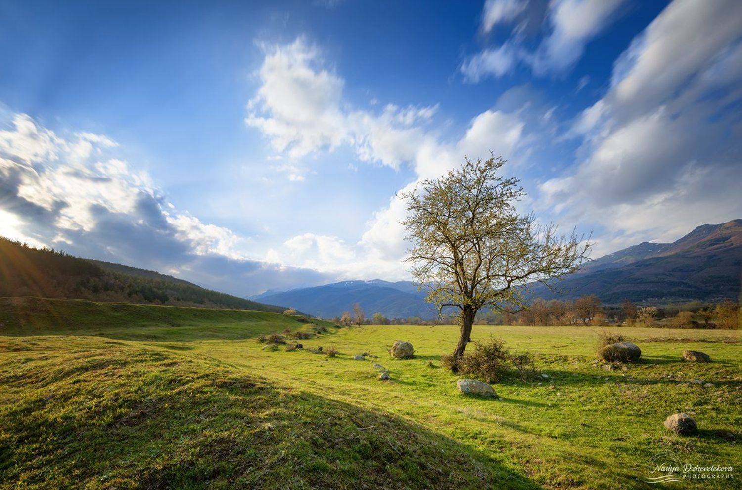 , Надя Джевелекова