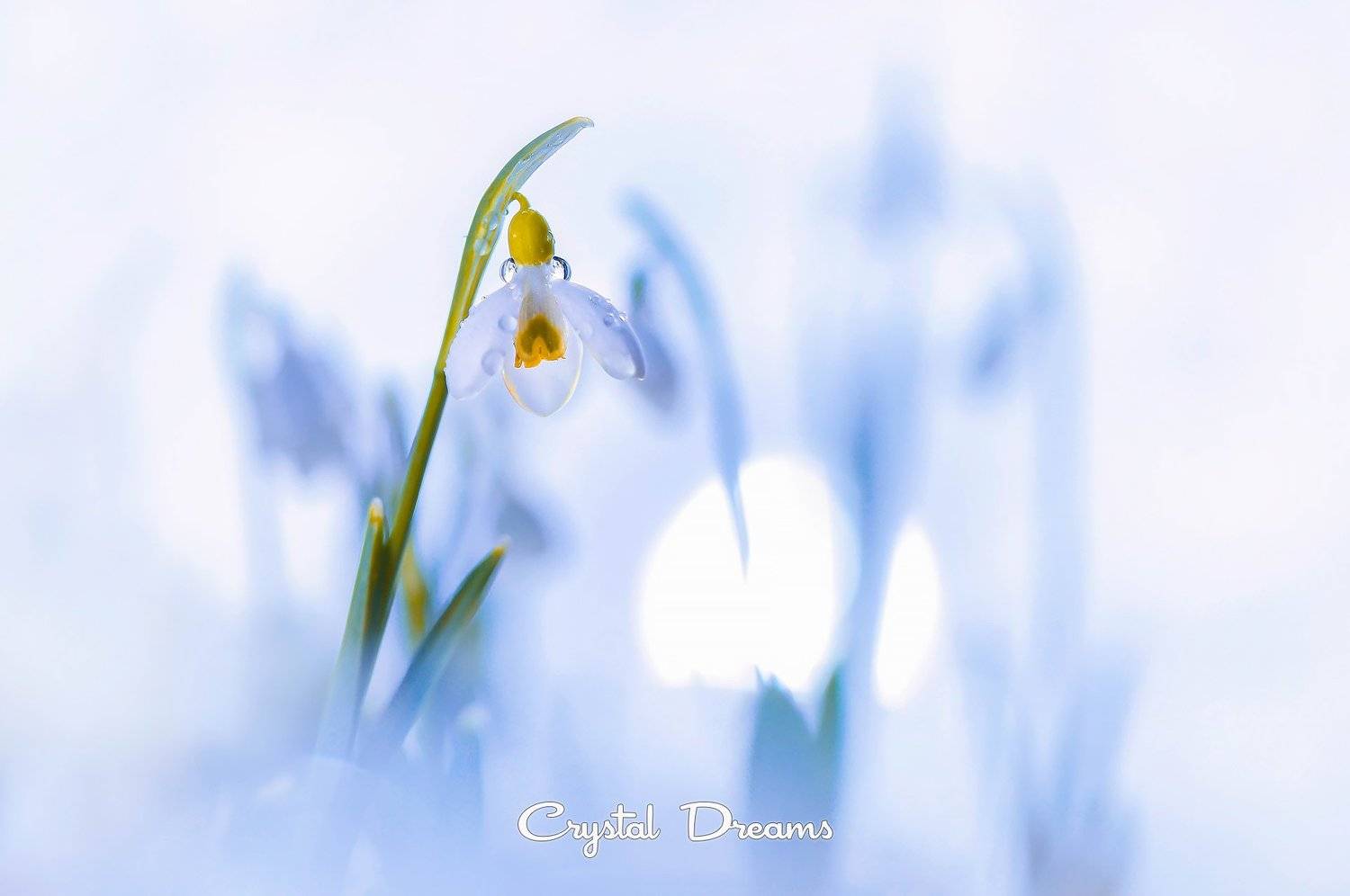 spring, Татьяна Крылова