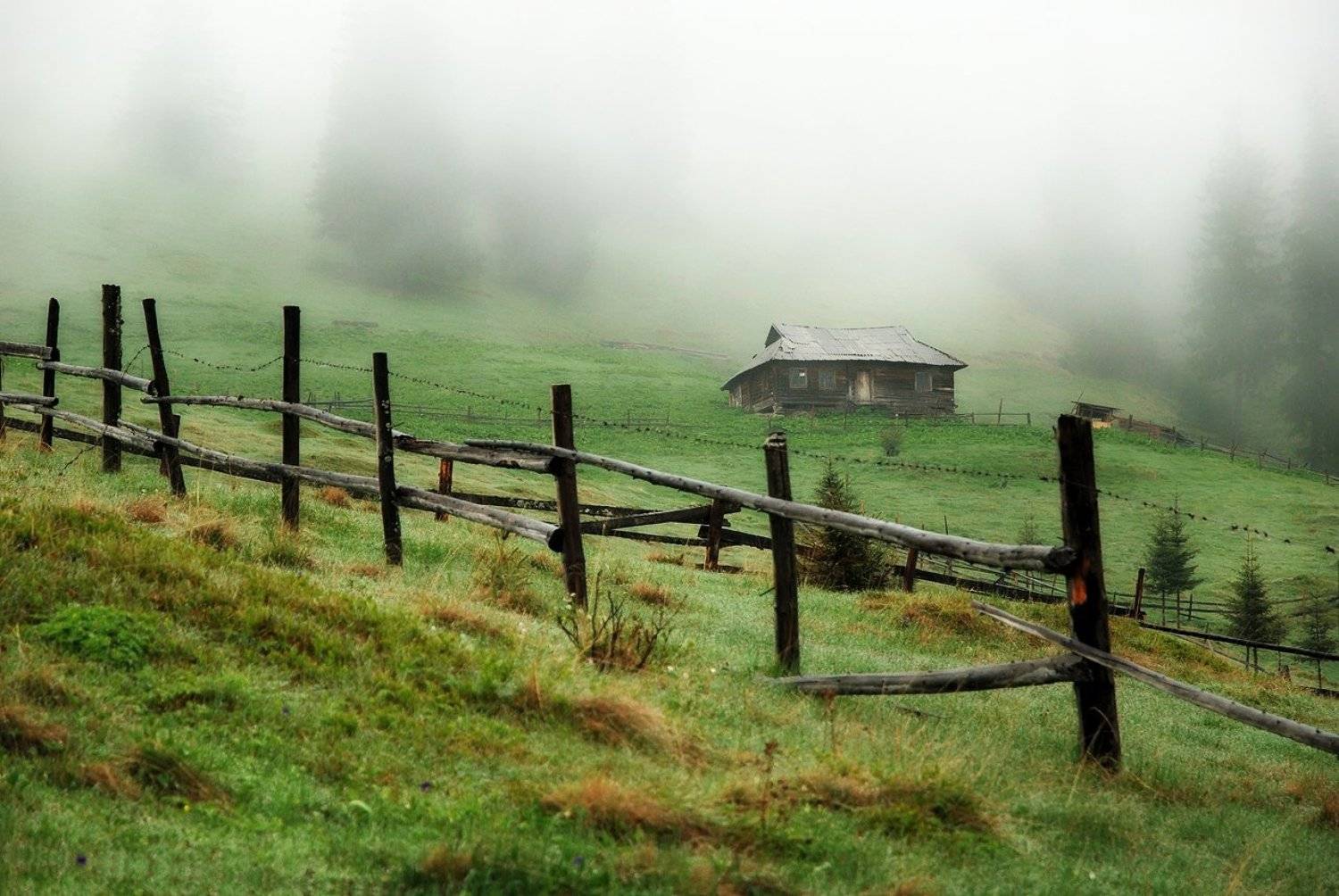 карпаты, лес, камни, ель, дождь, туман, d80, Лопухов Сергей