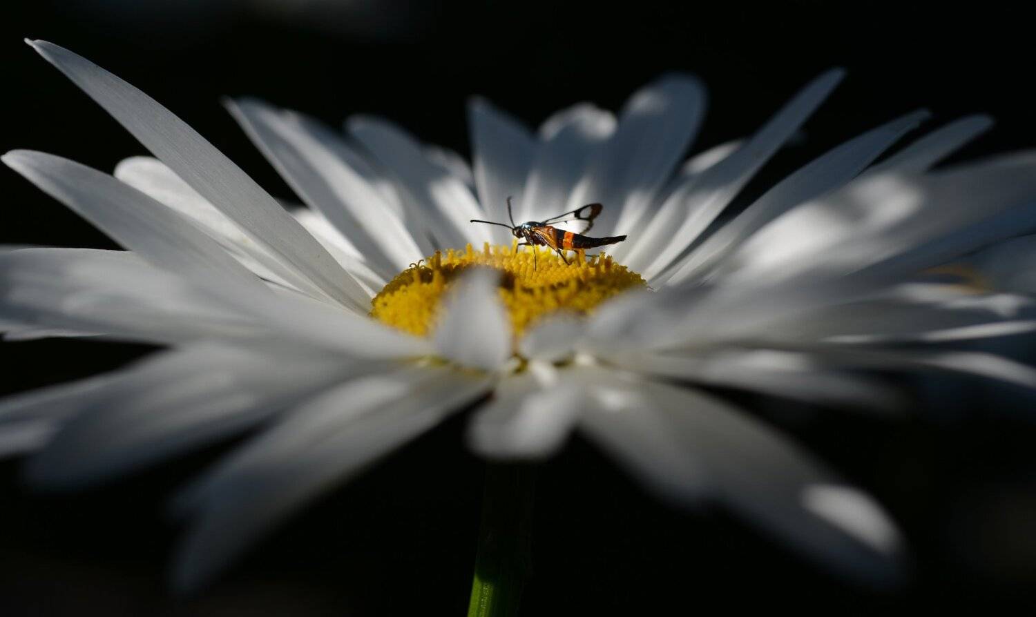 природа, макро, цветок, ромашка, насекомое, бабочка, стеклянница, Неля Рачкова