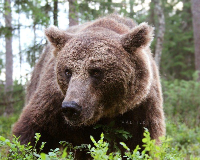 Так говоришь я косолапый? фото превью