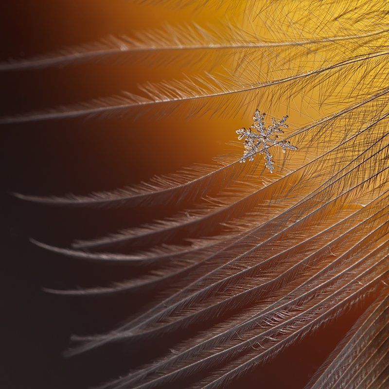 снежинка, снег, макро, кристалл Лёд и пламя фото превью