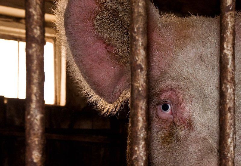 главарь_стаи, отец_стада Старый Свин фото превью