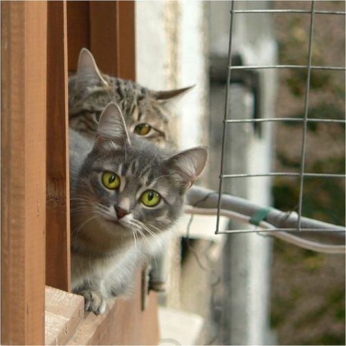 Зеленоглазое любопытство