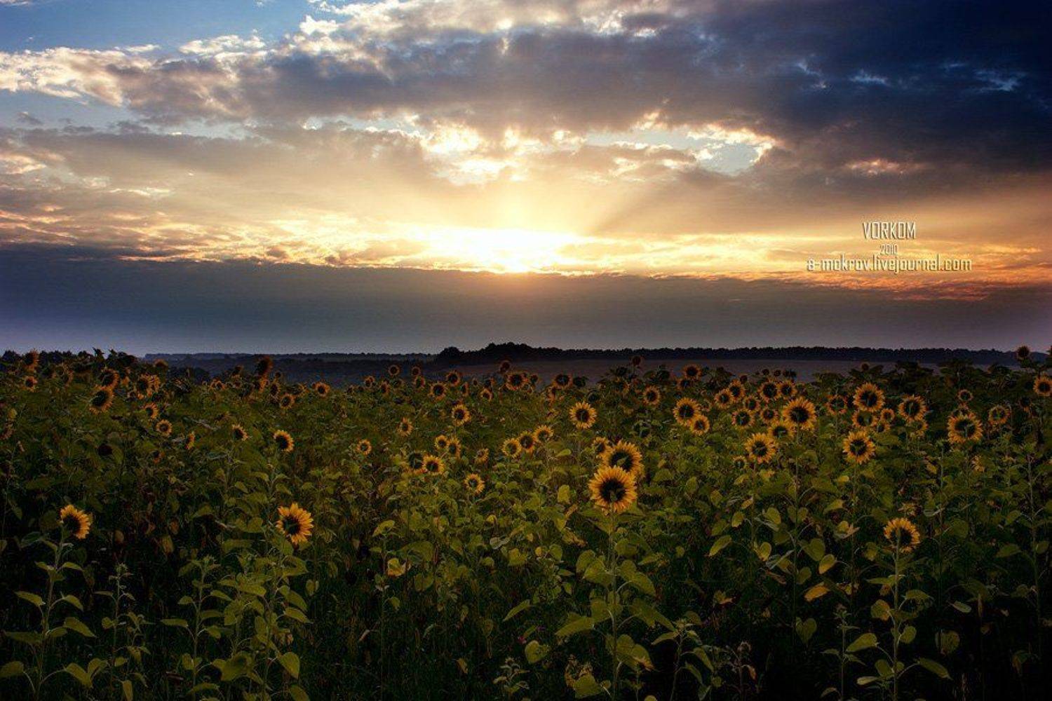 , Александр Мокров