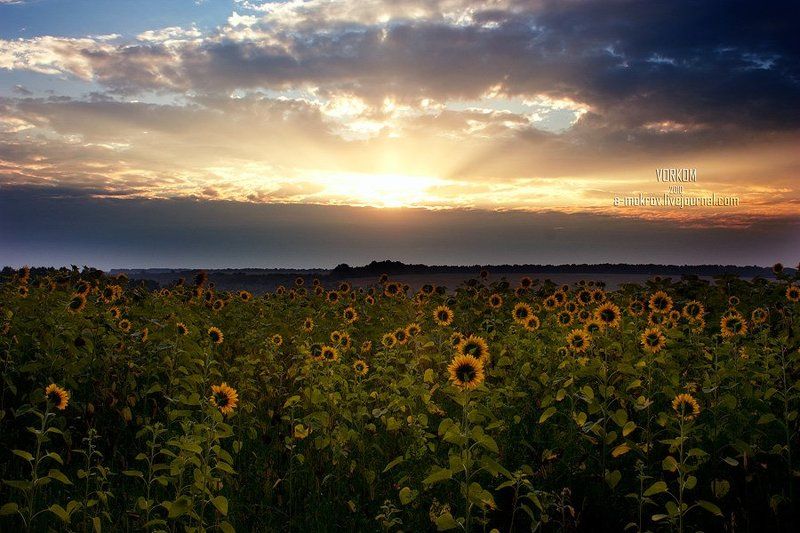 Солнцепоклонники фото превью