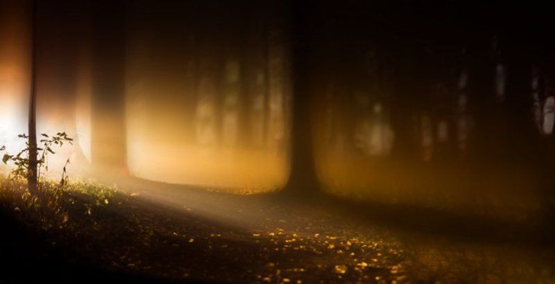 торфяный лес фото превью