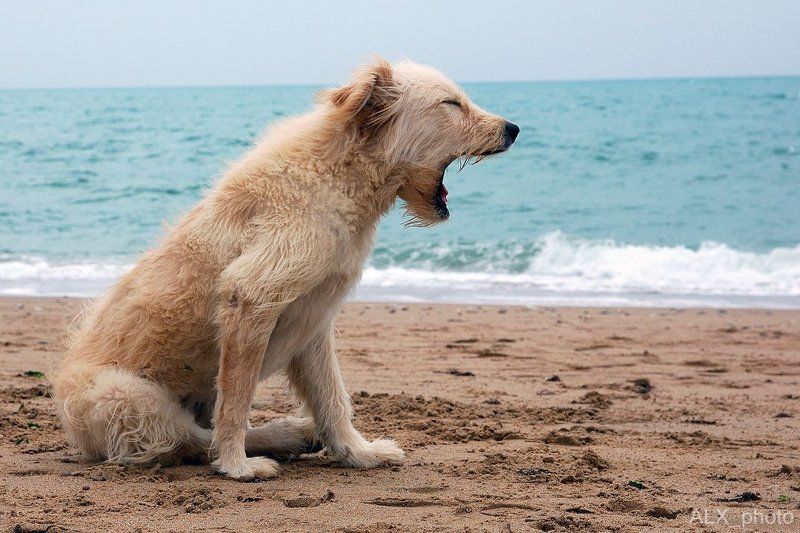 cобака ...cобака зевака фото превью