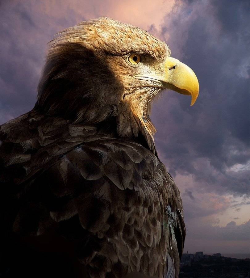 , олег сопов