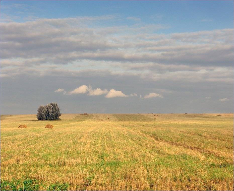 рязанщина, лето, дерево, Тарасов Алексей