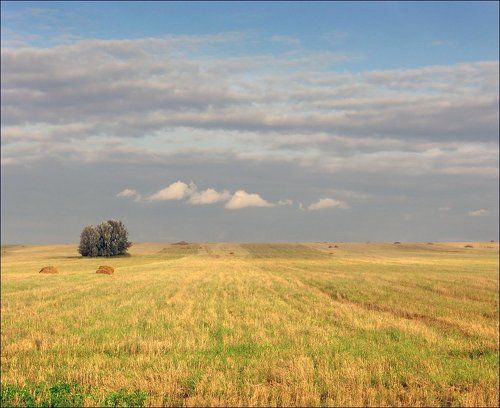 Сельскохозяйственная зарисовка...
