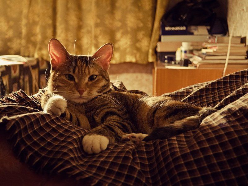 кошка Матильда фото превью