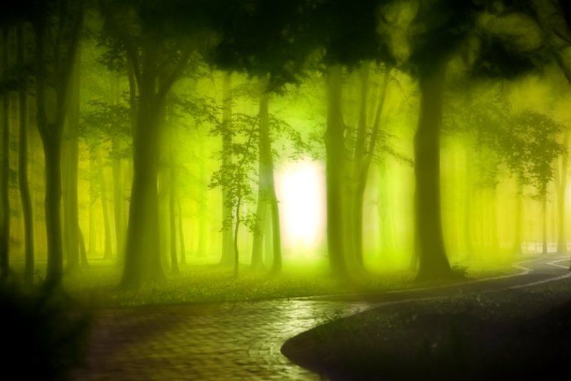 лес фото превью