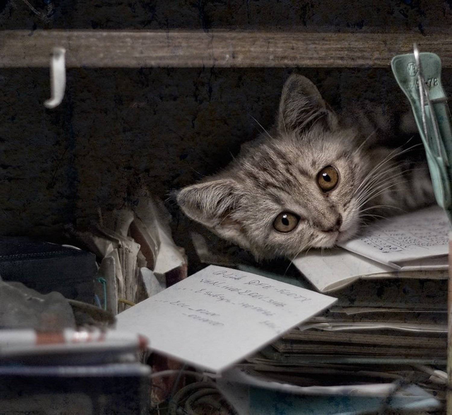 котёнок, прошлое лето