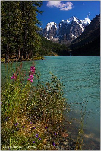 Цветы Шавло