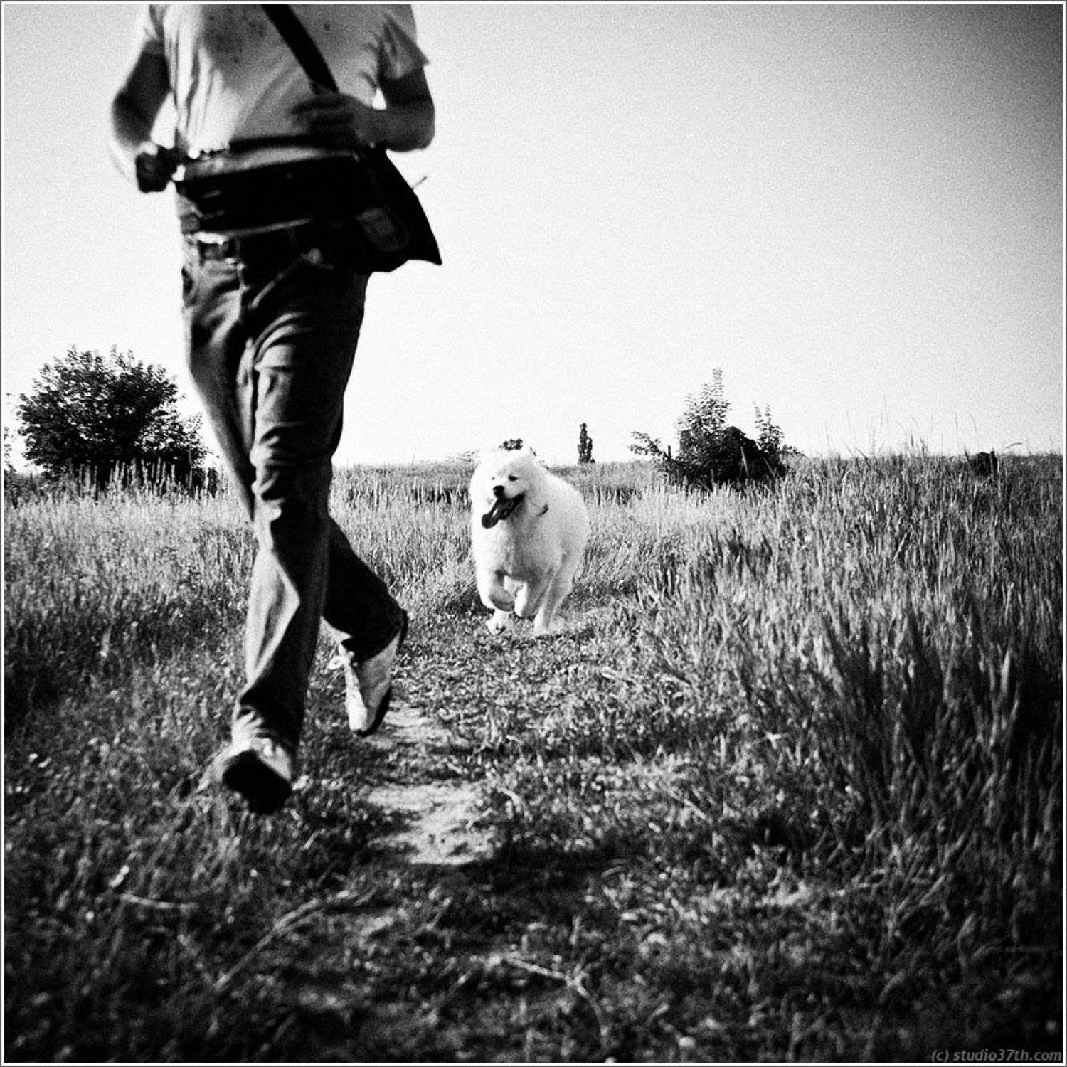 portrait, dogs, pets, Olena Savytska