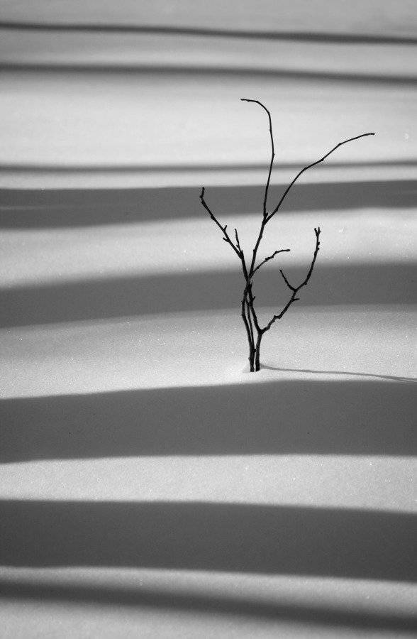 зима, тени, утро, тени, деревья, кустик, Александр