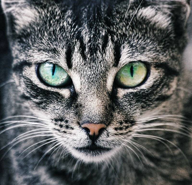 кот, Ольга М.