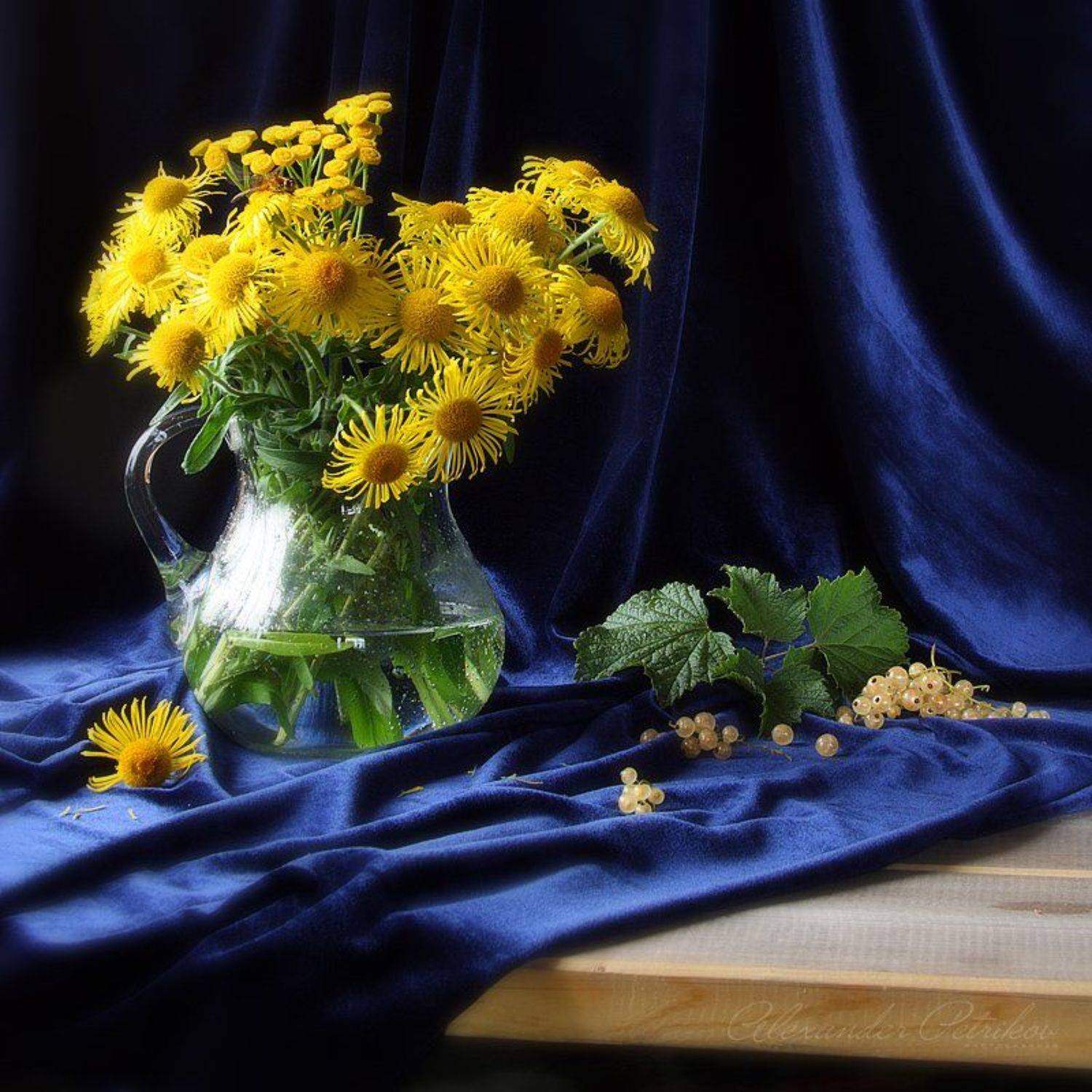 белая, смородина, бархат, желтые, цветы, Александр Петриков