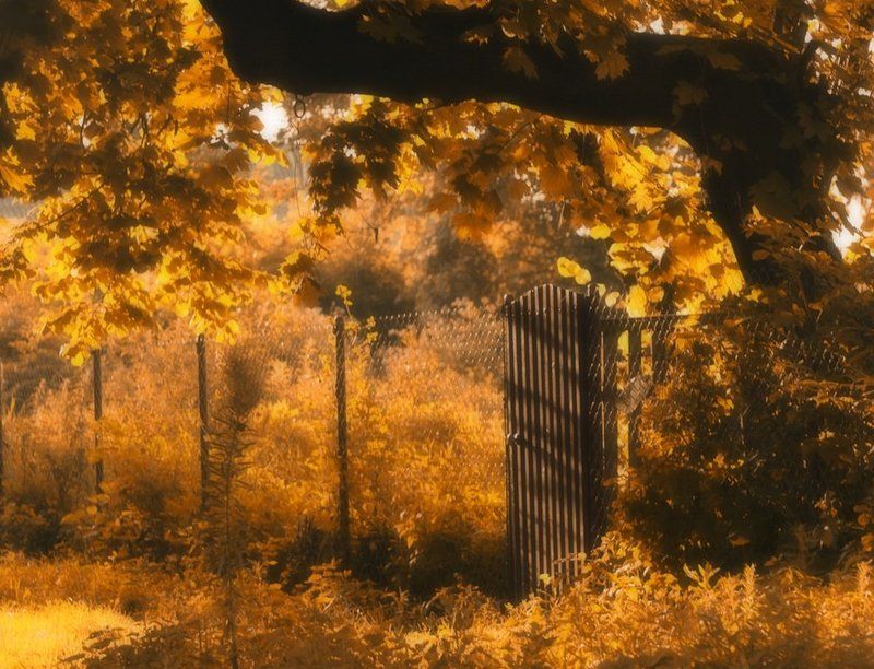 воспоминания о детстве..., калитка, клен, природа, утро утро фото превью