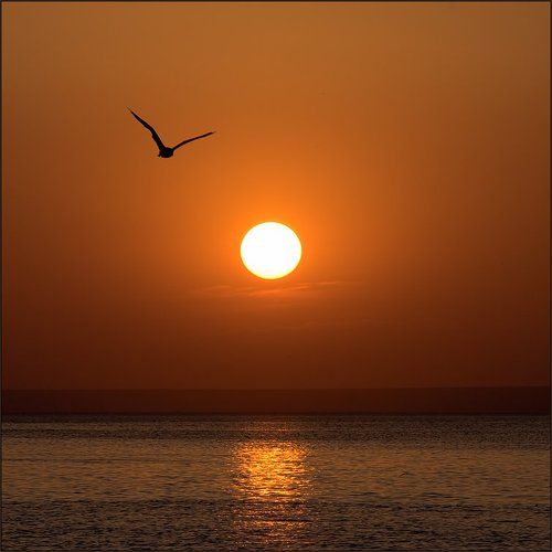 История о чайке по имени Джонатан Ливингстон