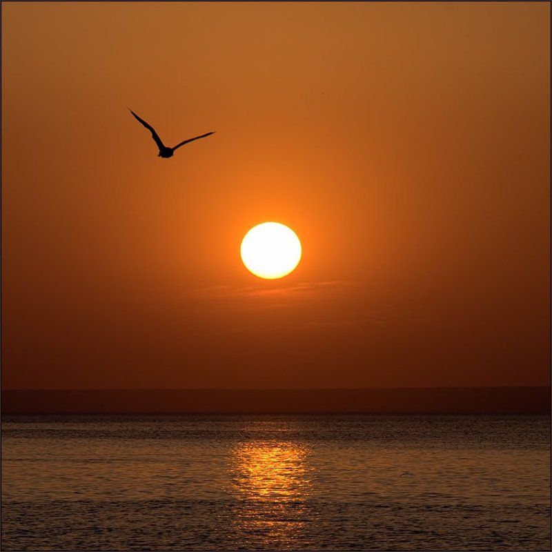 История о чайке по имени Джонатан Ливингстон фото превью