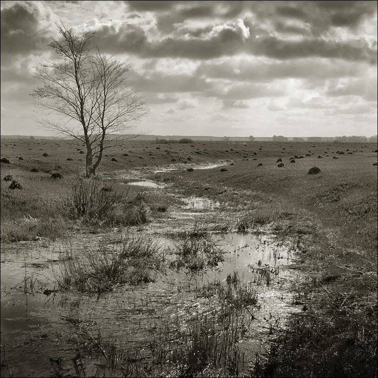 весна, рязанщина, Тарасов Алексей