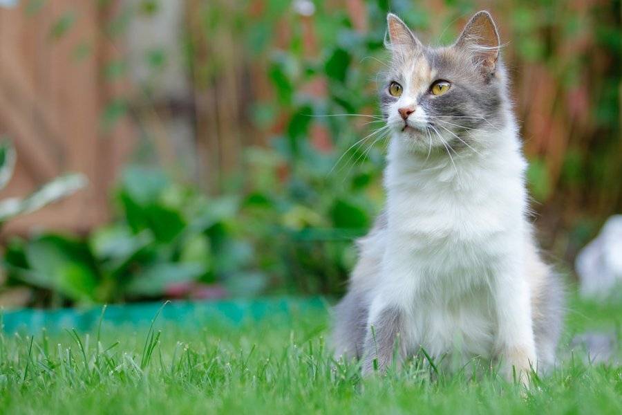 кошка, дача, отдых, Иван