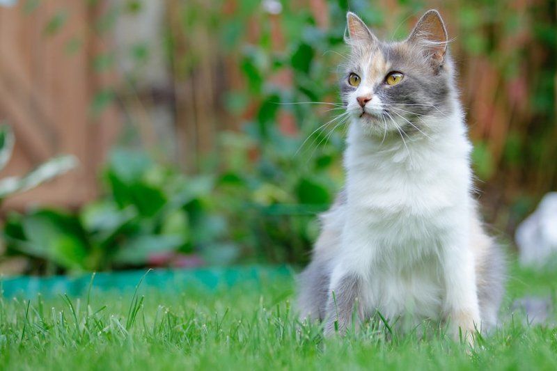 кошка, дача, отдых дачная фотоохота фото превью