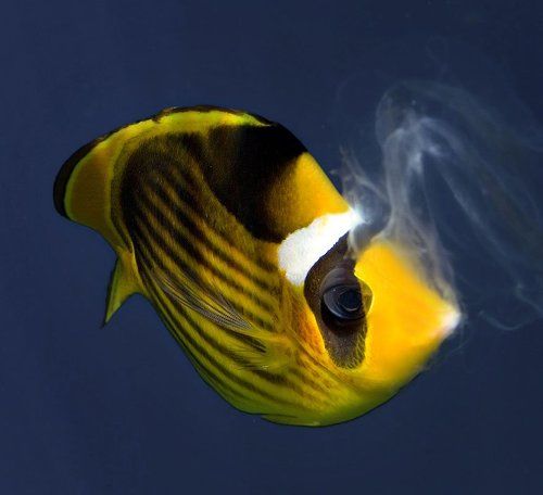 Заядлая курильщица