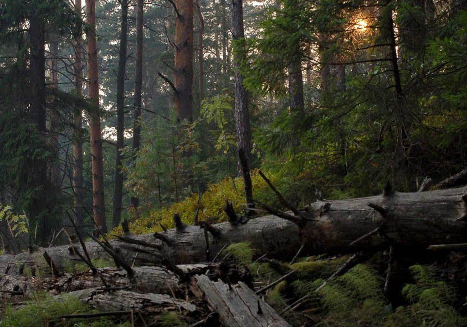 сосны, тверская область, лисицкий бор, закат, солнце, nyarosh