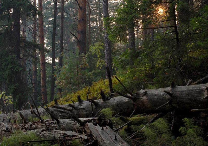 сосны, тверская область, лисицкий бор, закат, солнце Лисицкий бор. Закат фото превью