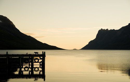Две маленькие собаки и огромный мир.
