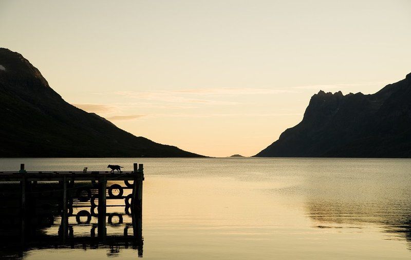норвегия, море, горы, закат, фьорд Две маленькие собаки и огромный мир. фото превью