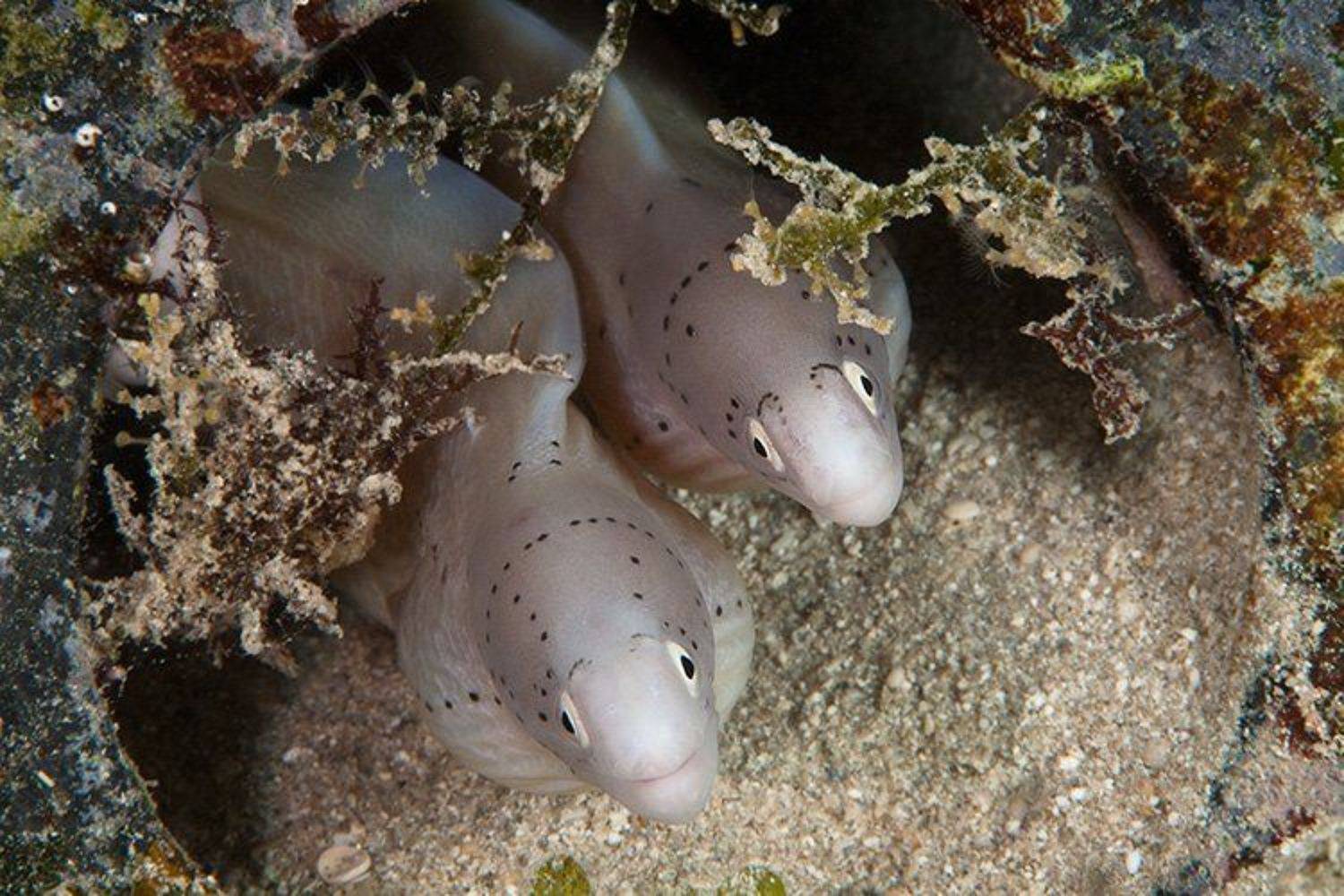 макро, мурена, банка, вода, море, трава, мусор, подводная съемка, красное море, Natalia Semko