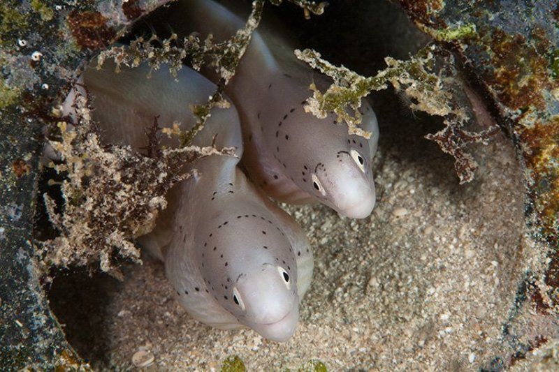 макро, мурена, банка, вода, море, трава, мусор, подводная съемка, красное море спасите наши души фото превью