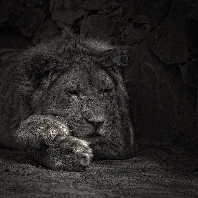 ЦАРь фото превью