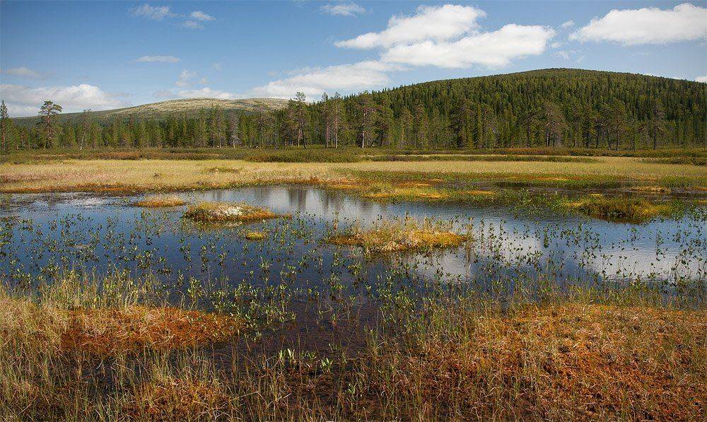 болото, кольский, полуостров, locus