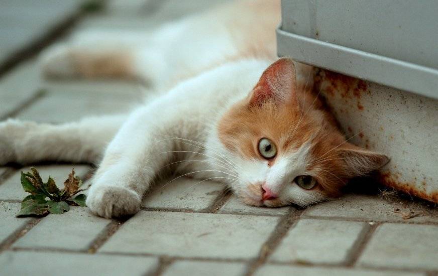 кот,подорожник, Вячеслав