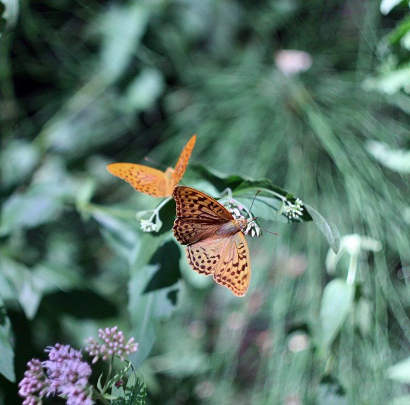 *** фото превью