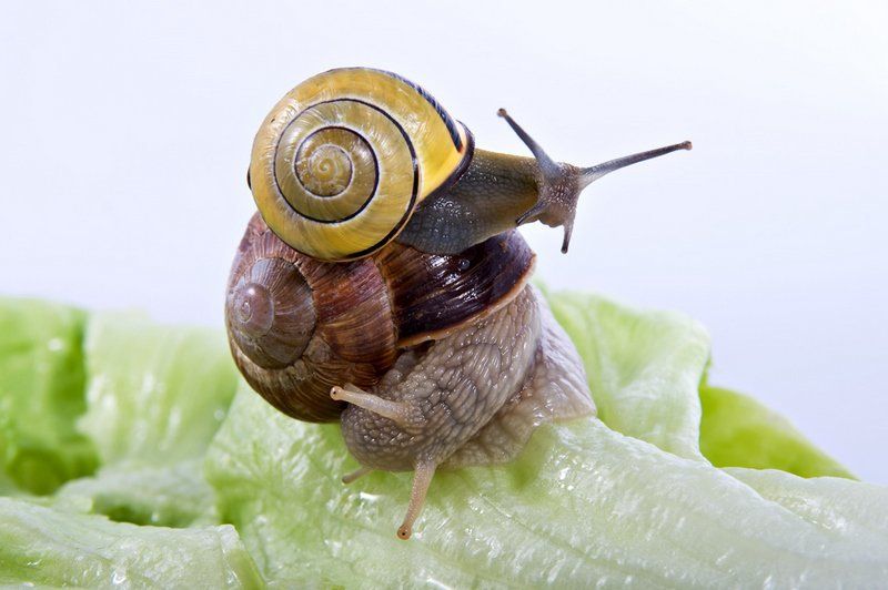 Высоко сижу, далеко гляжу фото превью