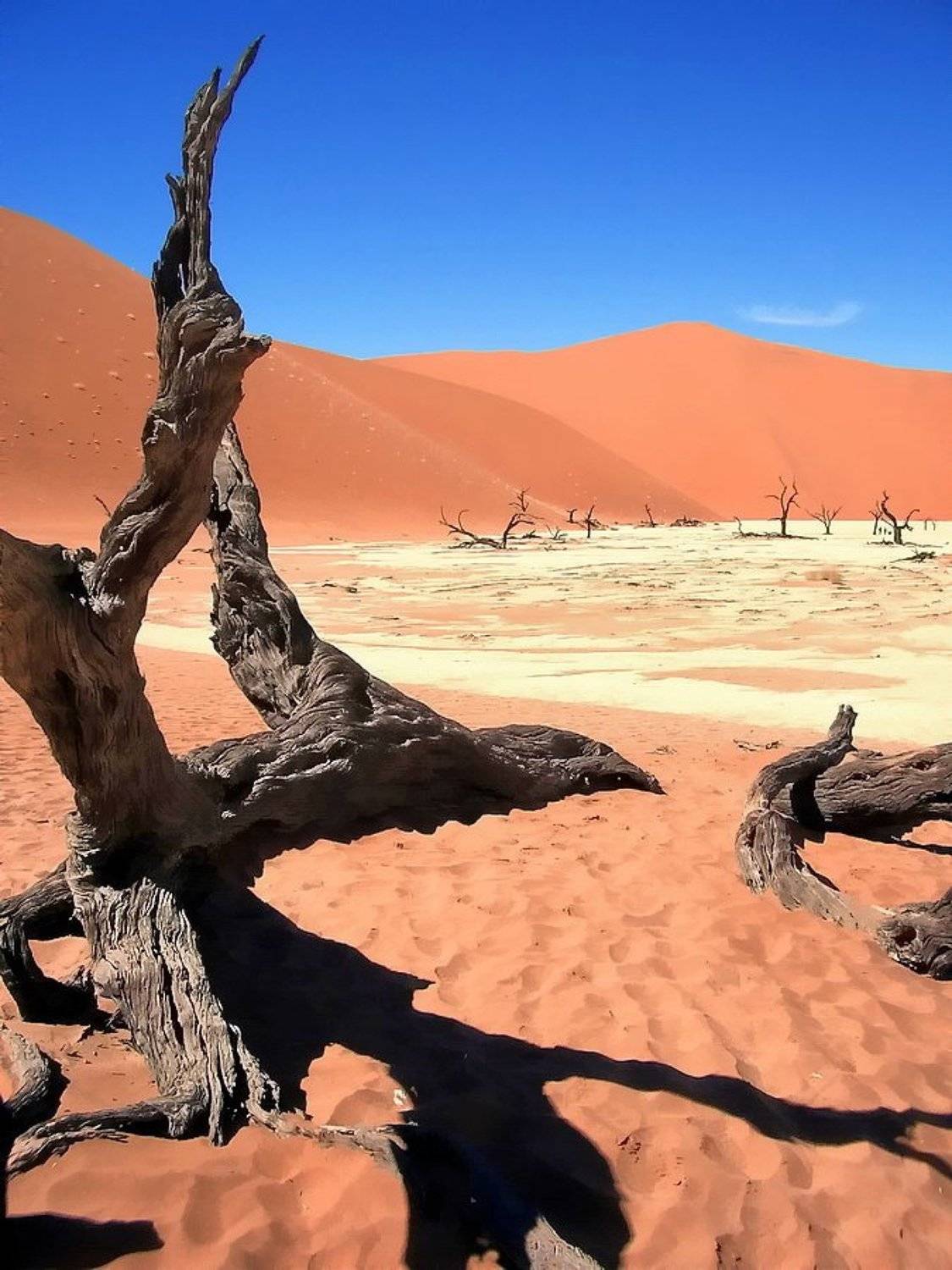 пустыня, коряга, Vasylevskyy Vitaliy