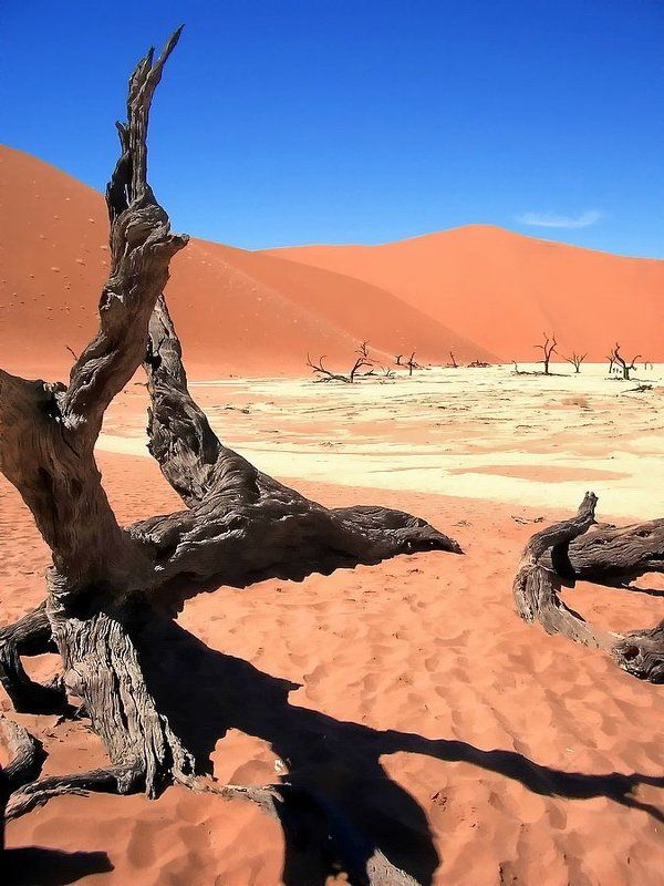 пустыня, коряга не взлететь фото превью