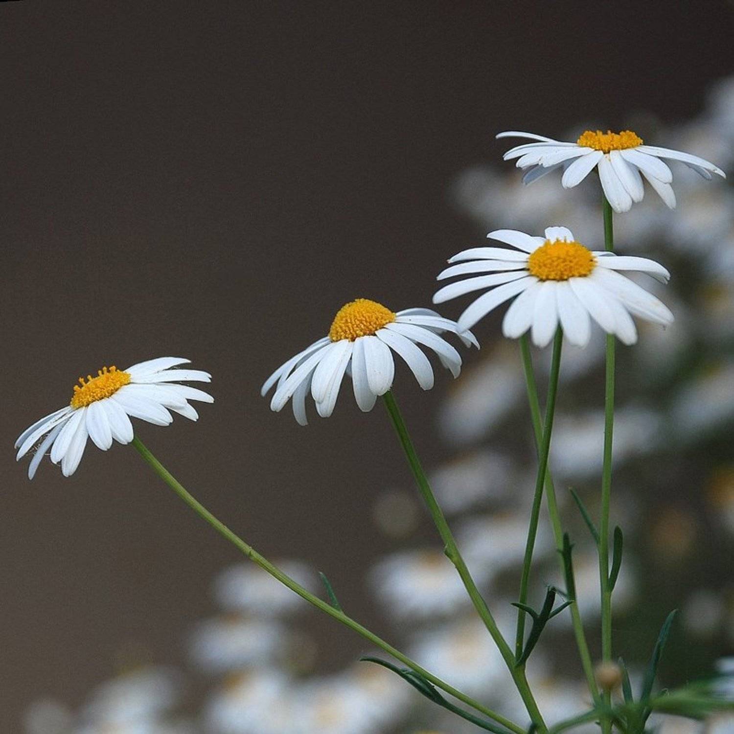 цветы, ромашки, VictorSe