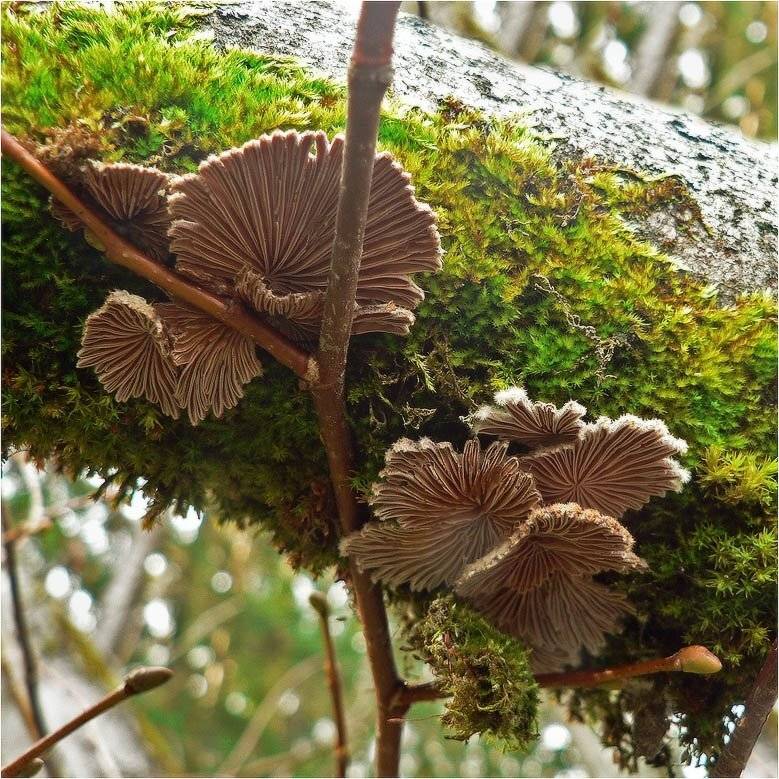 грибы, КарОл