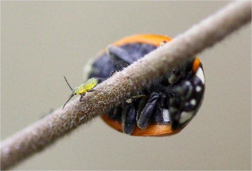 Вы тут божью коровку не видели?