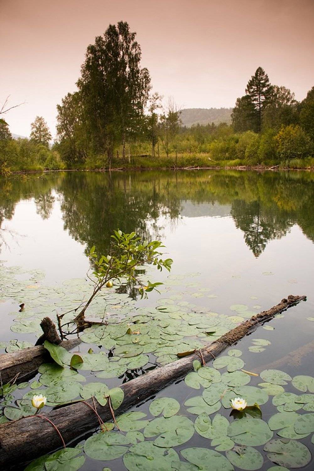 faniz, lenchik-fanizzz, fanizzz