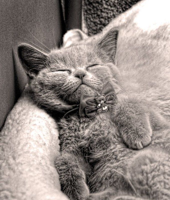 котенок, кошка, кот, спящий, сон Сон, сладкий сон фото превью